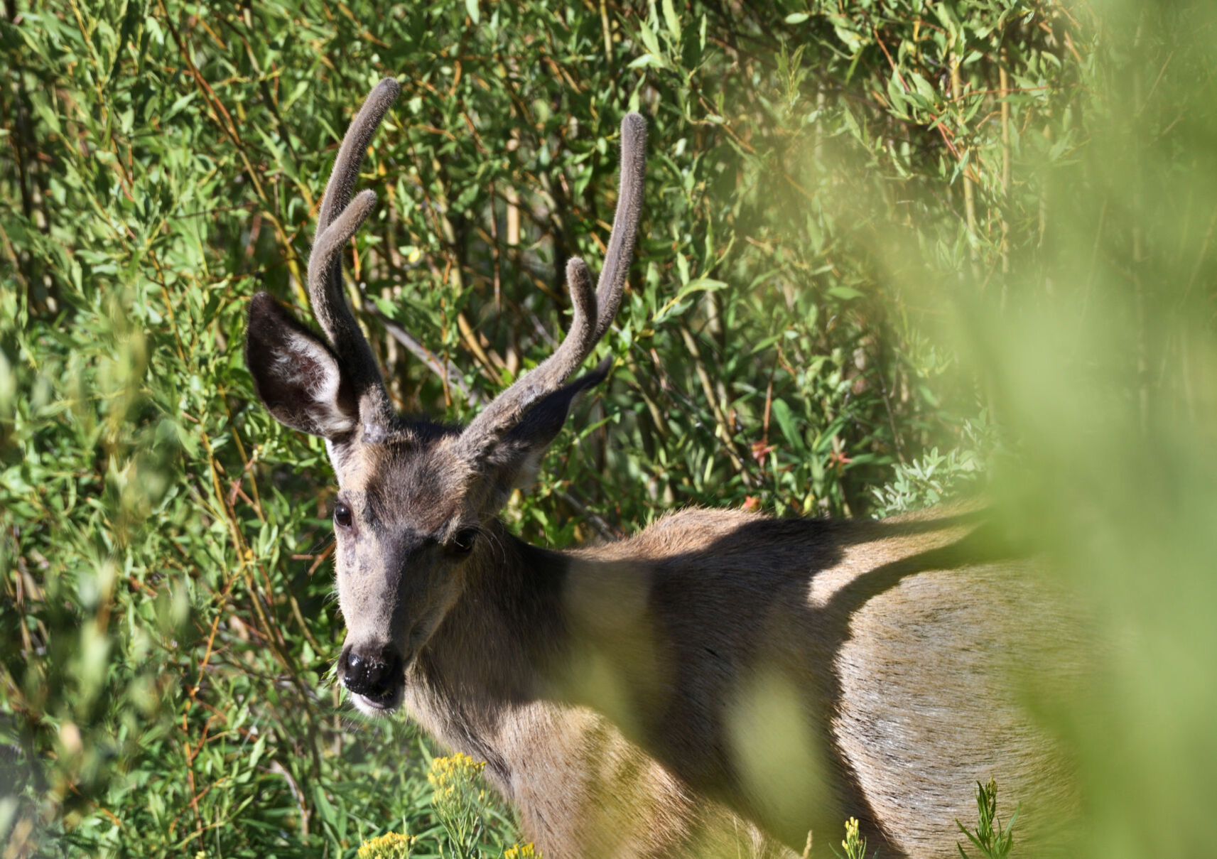 Ungulates